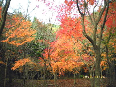 �R�X�e��-ph1